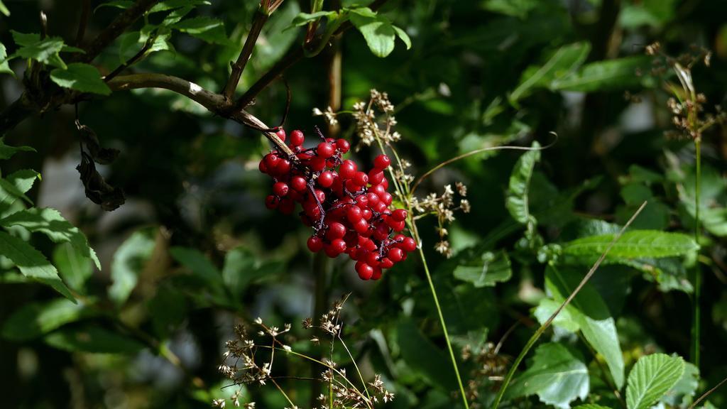Gasthof Zur Gams Donnersbachwald Zewnętrze zdjęcie